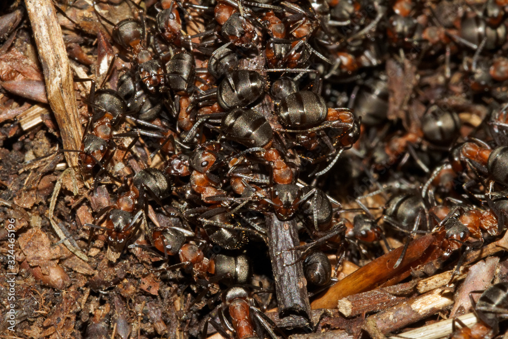 Close-up of the red wood ant, formica rufa in an ant nest Close-up of the red wood ant, formica rufa in an ant nest