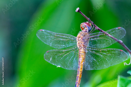 dragonfly on leaf © mas