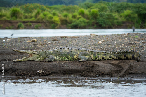 Fototapete American crocodile on the shore of the Tarcoles river