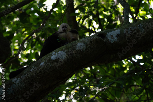 Female capuchin monkey with its young in the rainforest of Costa Rica