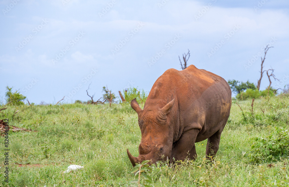 A single white rhino isolated grazing on the savanna image in horizontal format A single white rhino isolated grazing on the savanna image in horizontal format