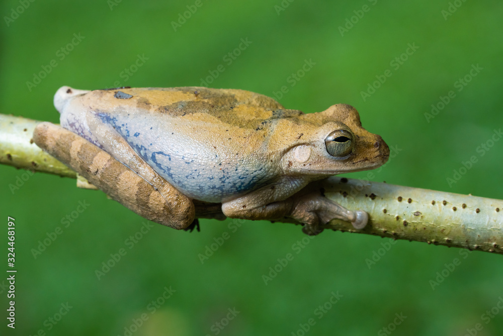 Obraz premium Mexican tree frog in a tree in the Carara national park in Costa Rica