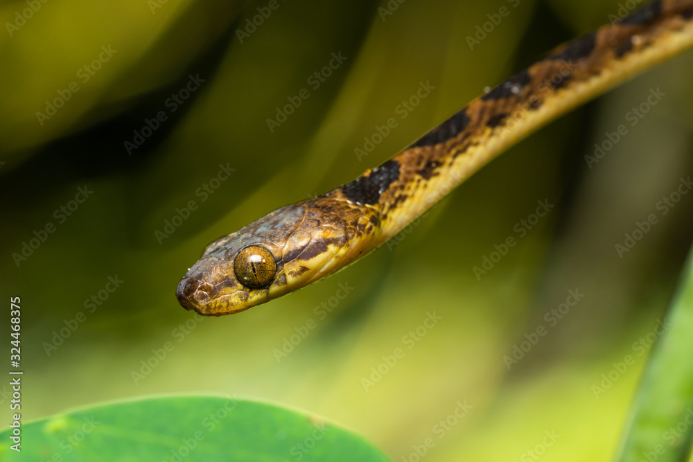 Northern cat-eyed snake in a tree Northern cat-eyed snake in a tree