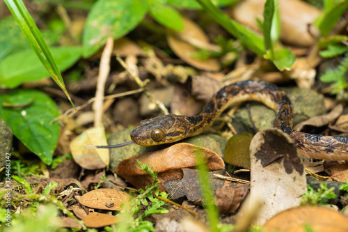 Northern cat-eyed snake on the ground