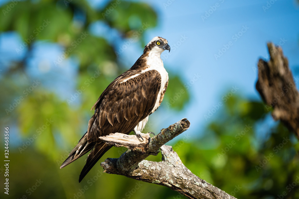 Osprey in a tree above the Tarcoles River in Costa Rica Osprey in a tree above the Tarcoles River in Costa Rica