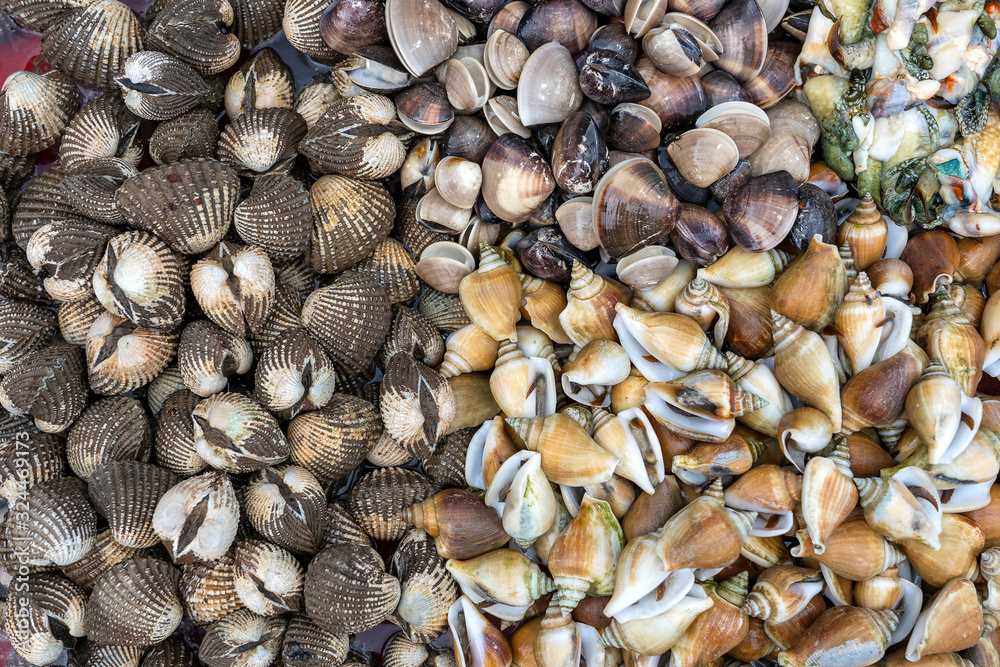 Fresh clams and sea shells for sell at the street food market in Kota Kinabalu, Borneo, Malaysia, close up seafood