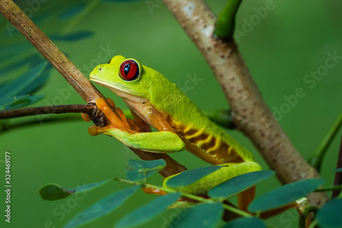 Rare red variant of the red eyed tree frog in a tree in Costa Rica