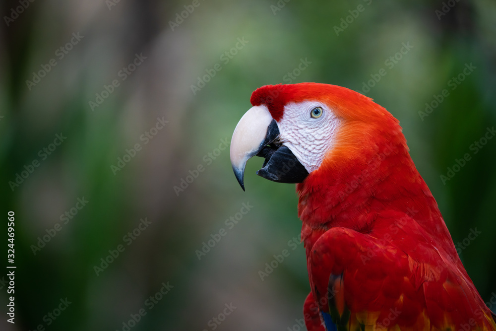 Closeup portrait of a scarlet macaw