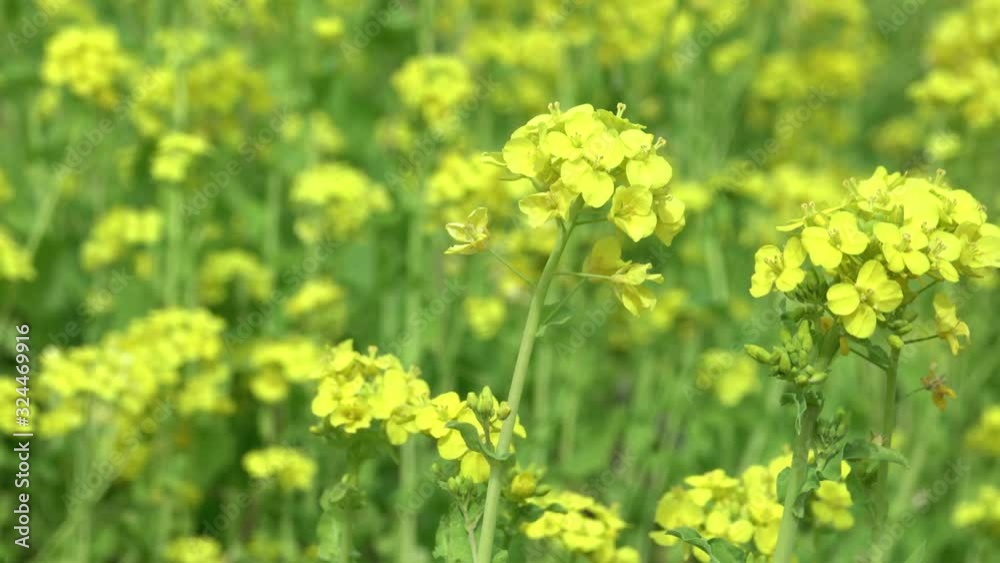 菜の花 菜の花