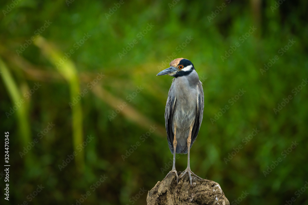 Φωτογραφία Yellow crowned night heron on a fallen log in the Tarcoles River in Costa Rica