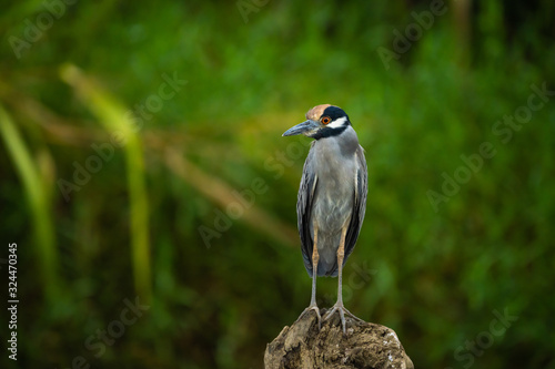 Yellow crowned night heron on a fallen log in the Tarcoles River in Costa Rica photo