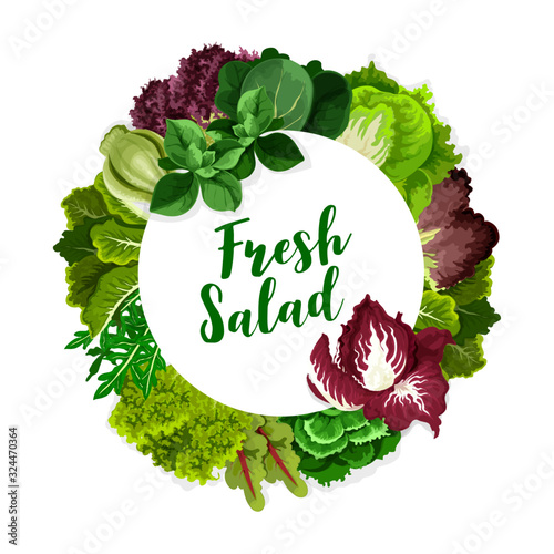 Salad greens or leaf vegetables vector icon of fresh leafy plant food. Lettuce, spinach and kale, watercress, arugula and chard, chinese cabbage, sorrel and radicchio, batavia, bok choy and mint frame