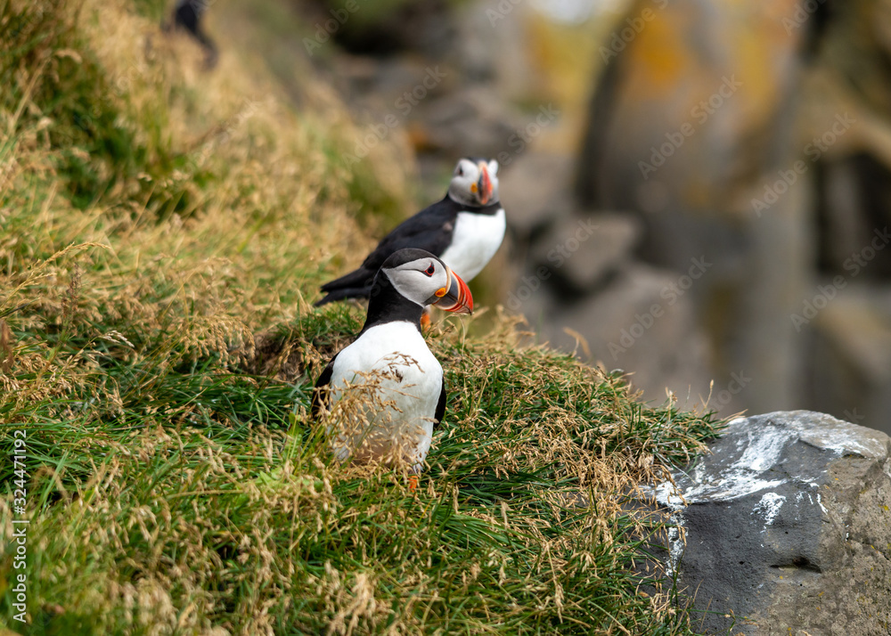 Obraz premium The Atlantic puffin, also known as the common puffin