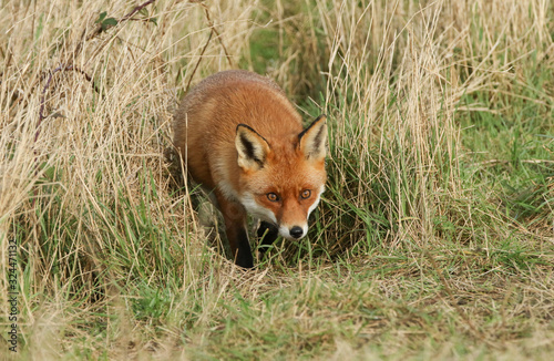 A magnificent wild Red Fox, Vulpes vulpes, hunting for food in a field. © Sandra Standbridge
