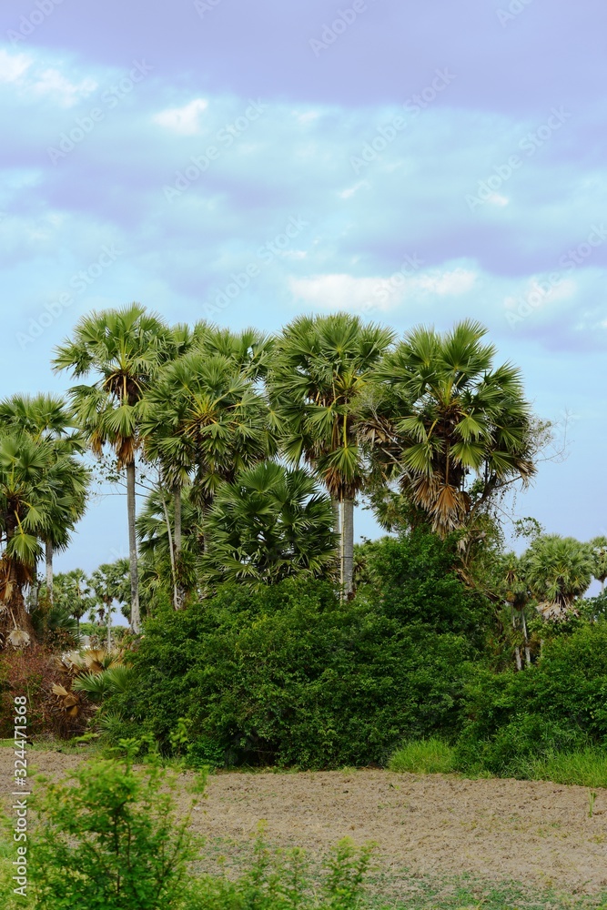 Sugar palm in Tung Na and the courtyard Used as a background image	