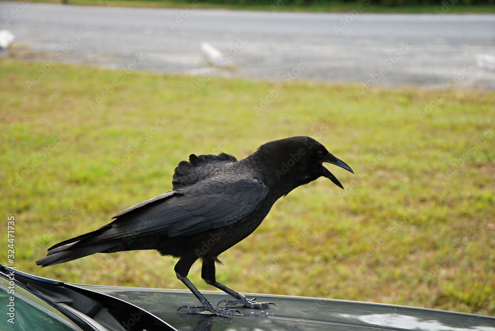 Naklejka premium Everglades National Park, Florida