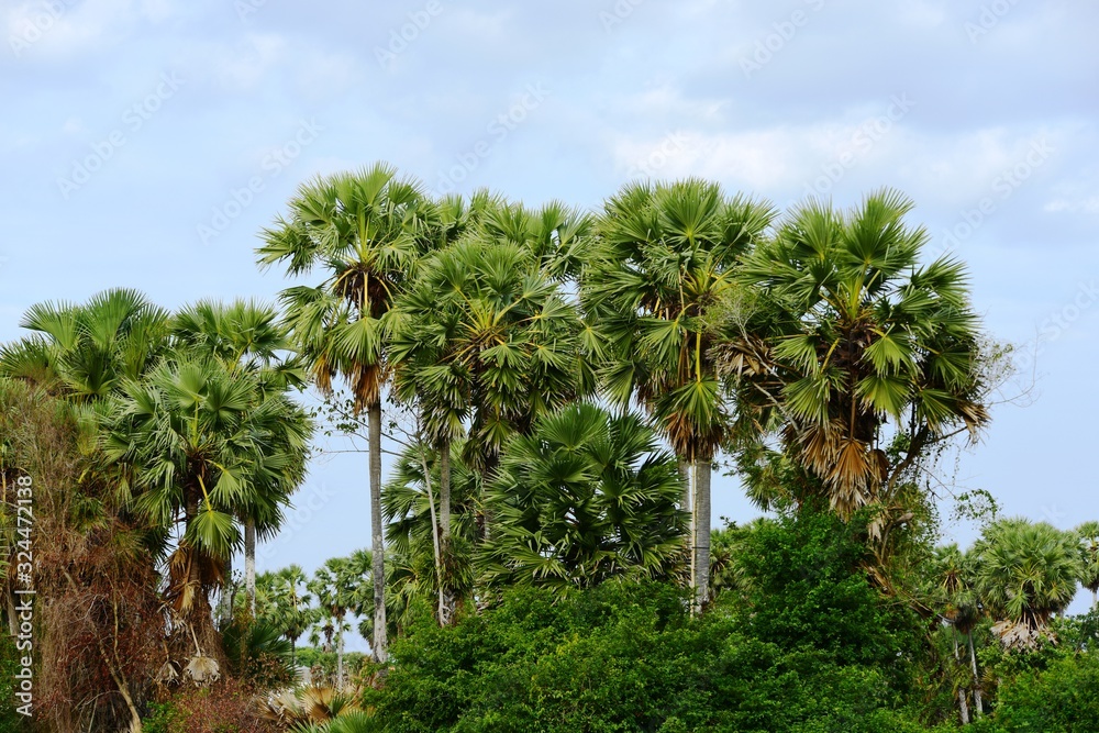 View of sugar palm and green rice fields
