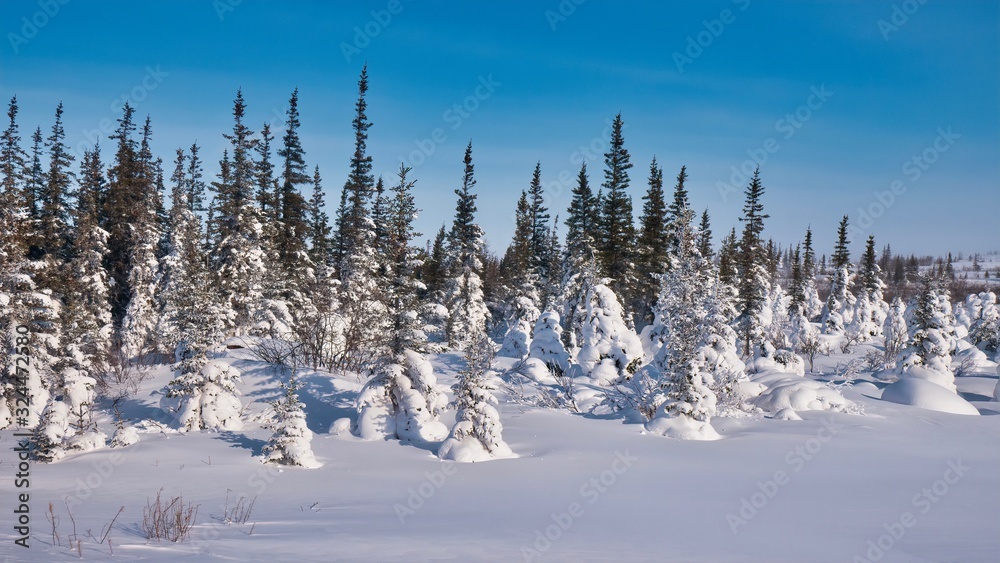 Evergreen trees partially covered by fresh snow on a beautiful crisp, clear winter day in northern Canada, near Churchill, Manitoba.