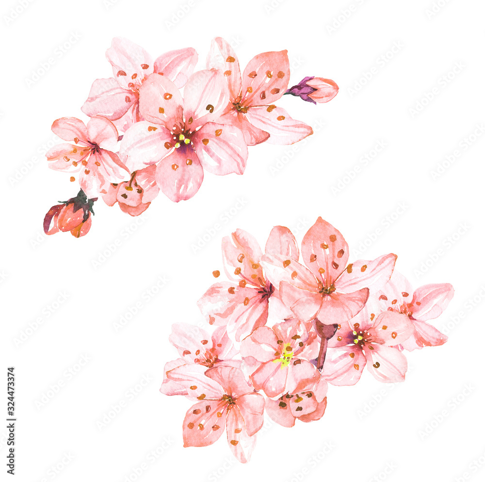 Watercolor hand painted sakura cherry blossom flowers illustration isolated on white background