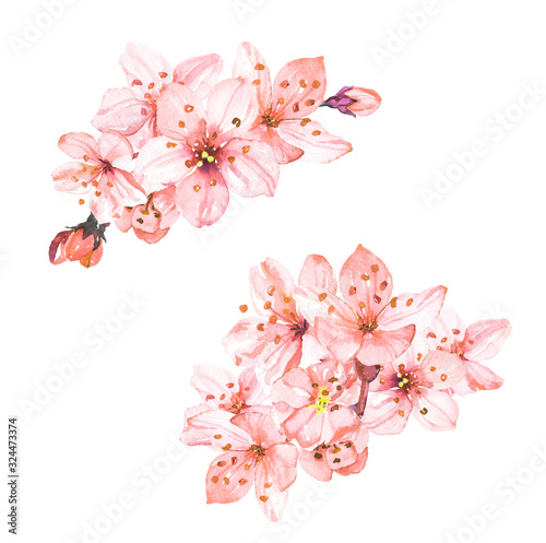 Watercolor hand painted sakura cherry blossom flowers illustration isolated on white background © Salnikova Watercolor