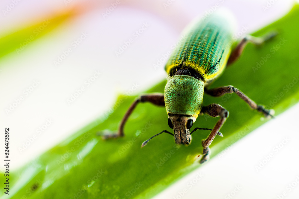 Fototapeta premium Macro life