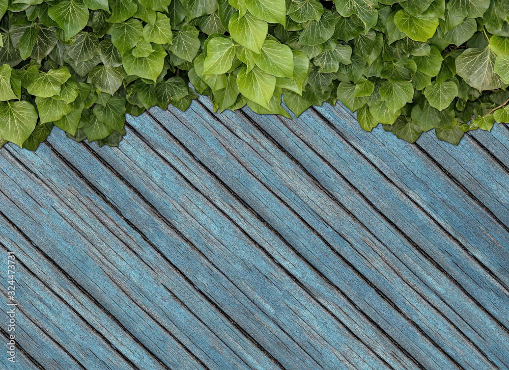 Wood planks covered by green leaves. Green ivy leaves climbing on wooden fence. Natural background texture. Wood planks covered by green leaves. Green ivy leaves climbing on wooden fence. Natural background texture.