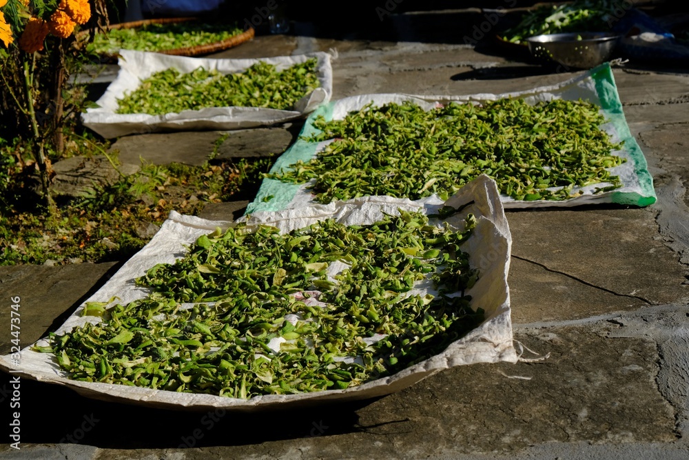 Canvas with chopped and drying up green vegetables achoccha (also called wild cucumber, caihua, and korila) in mountain village in Himalayas, Nepal. It is used to traditional nepalese dish dal bhat