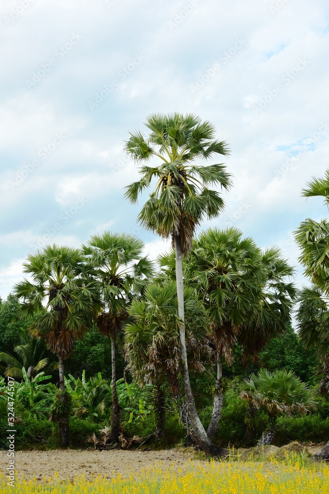 View of sugar palm and green rice fields View of sugar palm and green rice fields
