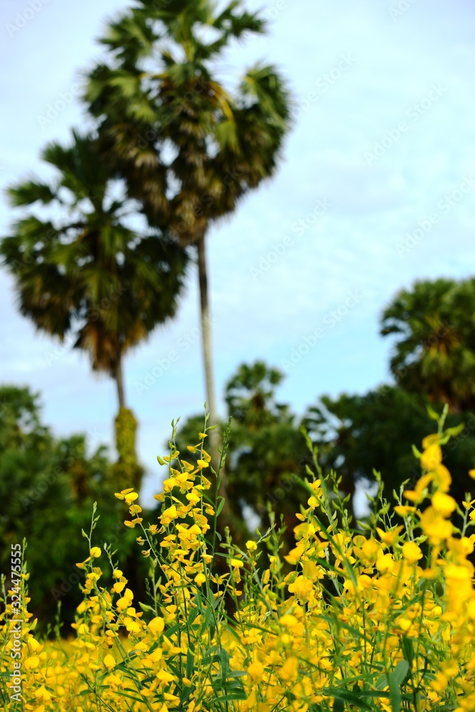 View of sugar palm and yellow fields.