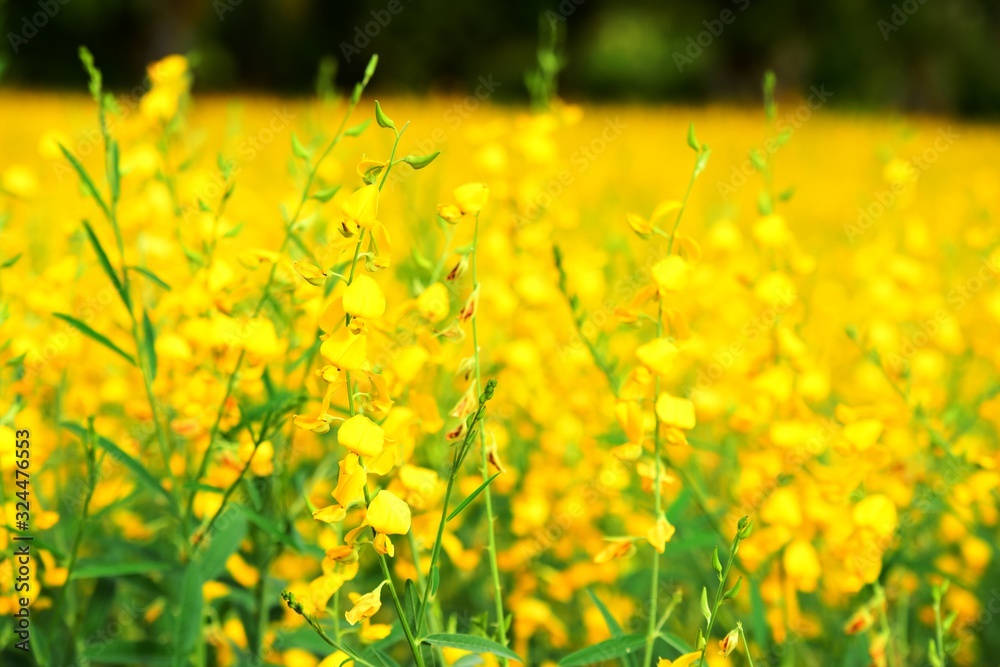 Fototapeta premium The yellow flowers in the field