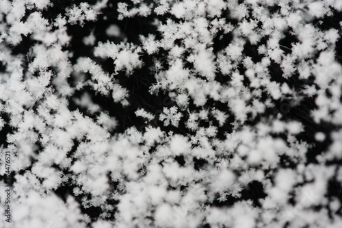 Snow crystals observed in winter