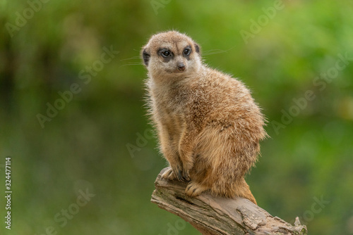 Cute meerkat sitting on a tree trunk with a lush green background