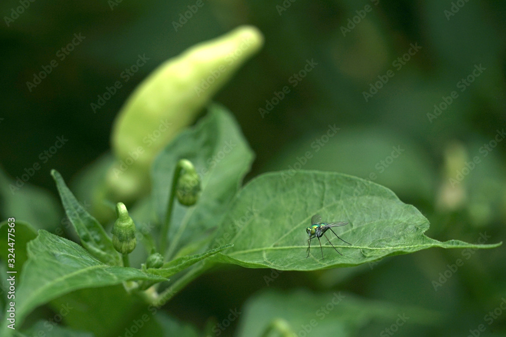 golden flies are perched on the leaves of cayenne plants golden flies are perched on the leaves of cayenne plants