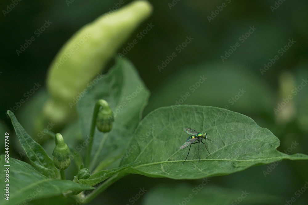 golden flies are perched on the leaves of cayenne plants golden flies are perched on the leaves of cayenne plants