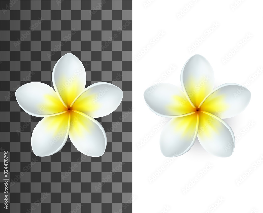 Plumeria tropical flowers 3d vector of exotic flowering plants. Realistic blossom of Hawaiian frangipani with white and yellow petals on transparent and white background, floral decoration design - obrazy, fototapety, plakaty 