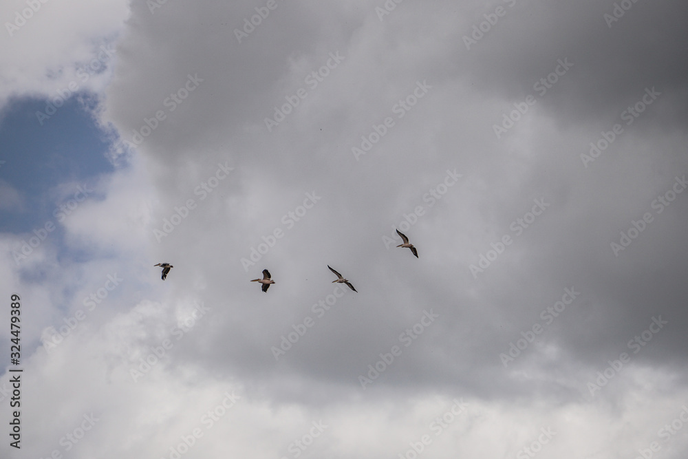 Obraz premium Pelicans in the sky