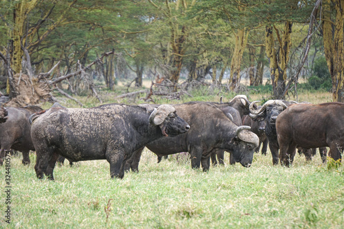 Canvas Print herd of Cape buffalo