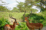 Impala in Nakuru Park