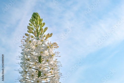 Foxtail lily white flower closeup with copy space for text. Flower is referred as eremurus or desert candle. photo