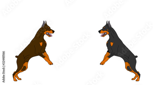 Doberman dogs jumping for logo, pets for design, dog show catalog, kennel logo vector illustration