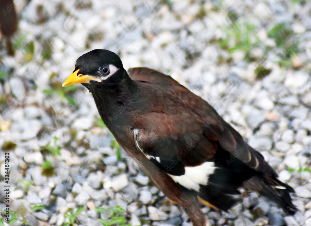 Fototapeta premium A small, cute myna bird with brown-black-white feathers with a yellow mouth walking on a gray gravel field.
