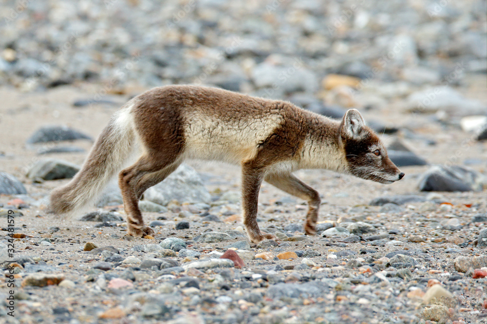 Fight of cute little Arctic Foxes, Vulpes lagopus, in the nature rocky habitat, Svalbard, Norway. Action wildlife scene from Europe. Fight of cute little Arctic Foxes, Vulpes lagopus, in the nature rocky habitat, Svalbard, Norway. Action wildlife scene from Europe.