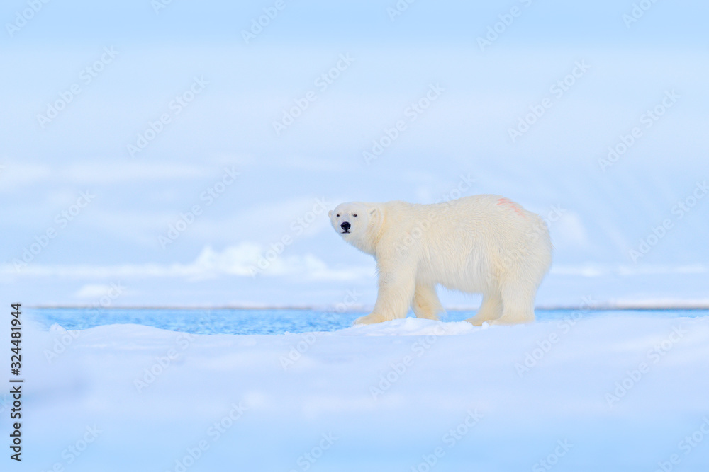 Polar bear dancing fight on the ice. Two bears love on drifting ice with snow, white animals in nature habitat, Svalbard, Norway. Animals playing in snow, Arctic wildlife. Funny image in nature. Polar bear dancing fight on the ice. Two bears love on drifting ice with snow, white animals in nature habitat, Svalbard, Norway. Animals playing in snow, Arctic wildlife. Funny image in nature.