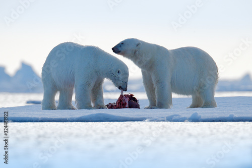 Two polar bears with killed seal. White bear feeding on drift ice with snow  Svalbard  Norway. Bloody nature with big animals. Dangerous baer with carcass. Arctic wildlife  animal food behaviour.
