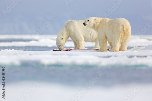 Two polar bears with killed seal. White bear feeding on drift ice with snow  Manitoba  Canada. Bloody nature with big animals. Dangerous baer with carcass. Arctic wildlife  animal food behaviour.