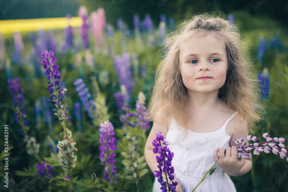 Cute little girl in a white dress on a field of lupins Cute little girl in a white dress on a field of lupins