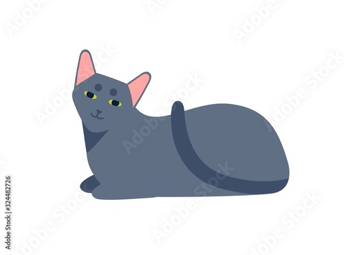 Smiling cartoon russian blue cat breed vector flat illustration. Carefree cute domestic animal lying isolated on white background. Funny gray thoroughbred pet relaxing