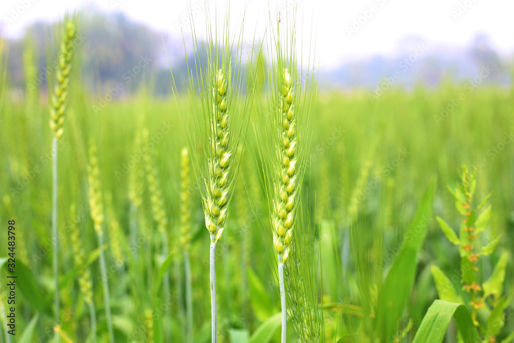 Green Wheat whistle, Wheat bran fields and wheat leaf