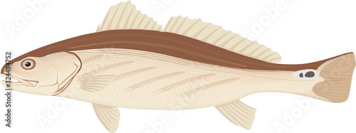Channel Catfish. Vector illustration with refined details and optimized stroke that allows the image to be used in small sizes (in packaging design, decoration, educational graphics, etc.)