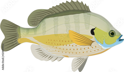 Bluegill inhabit the rivers of many countries. Vector illustration.
